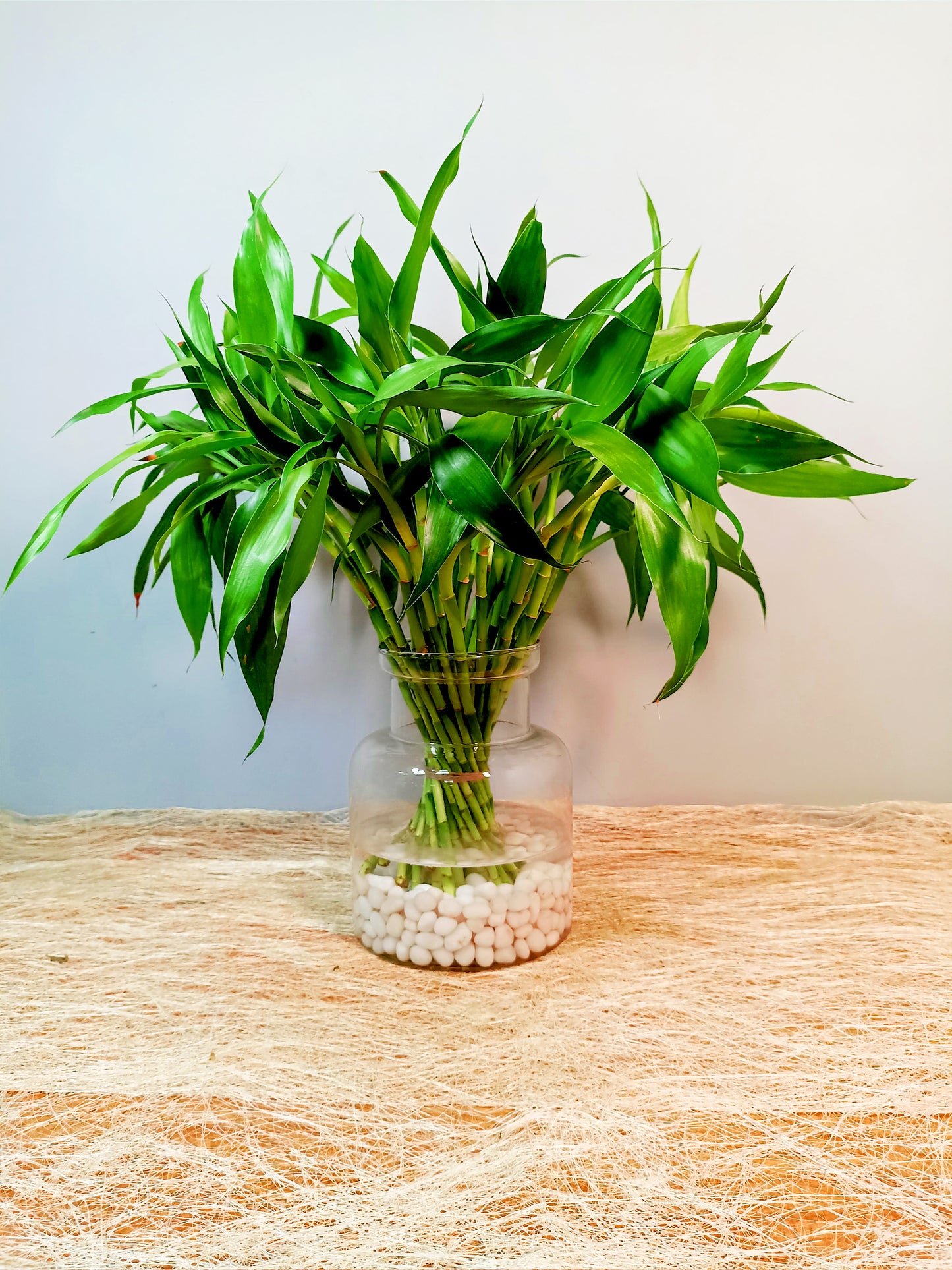 Luck Bamboo (35 Pcs)