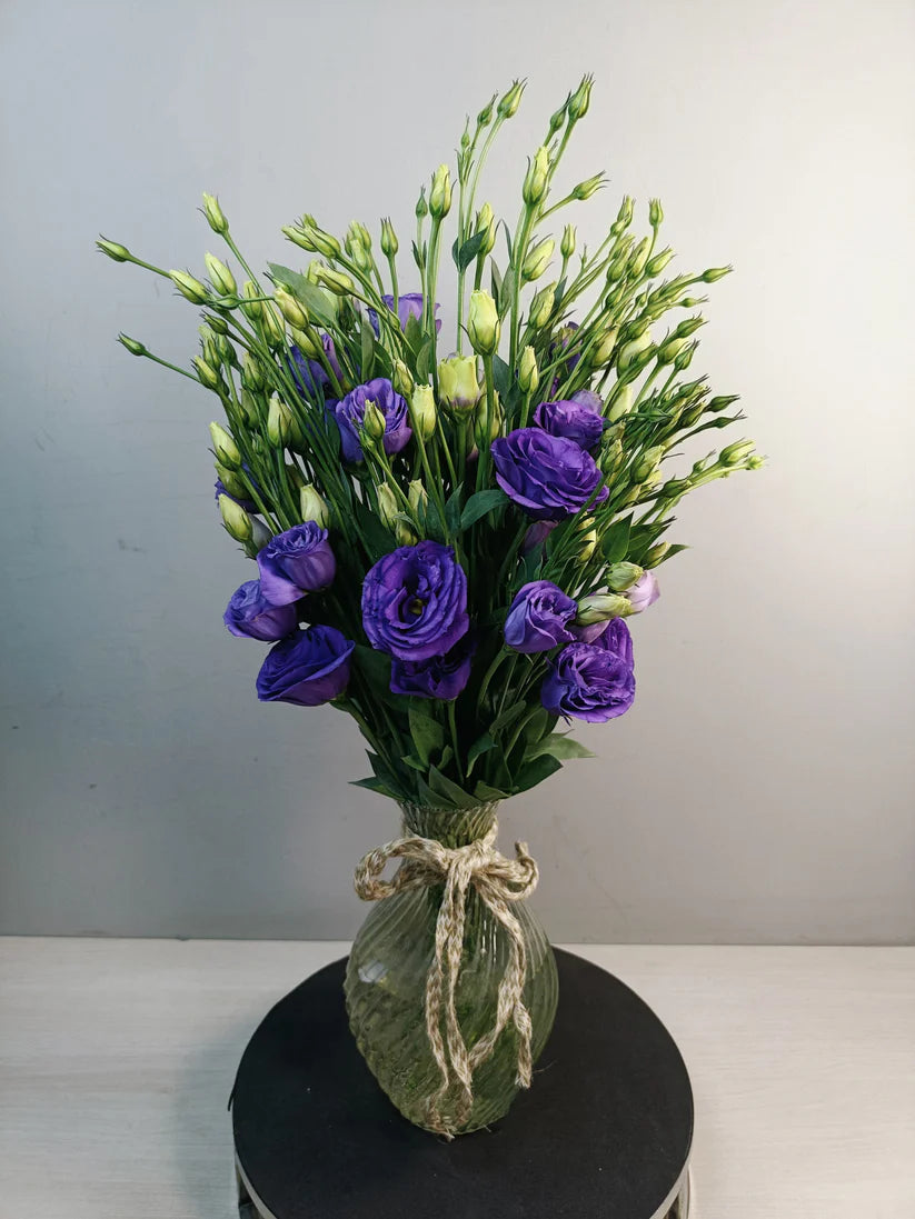 Astoma (10 Stems)