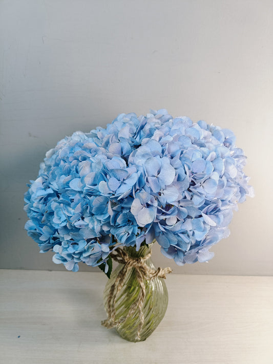 Hydrangea (5 Stems)
