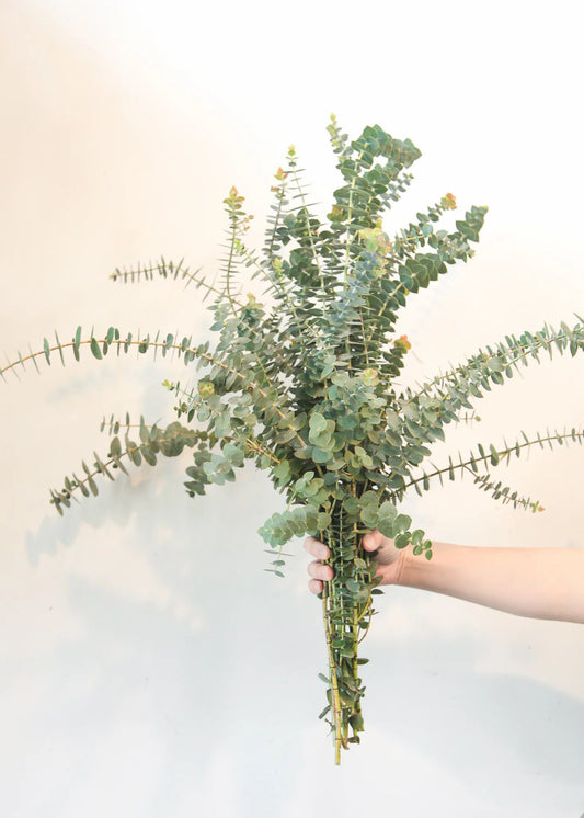 Eucalyptus Bunch (10 Stems)