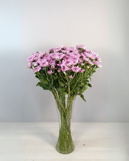 Daisy (15 Stems)