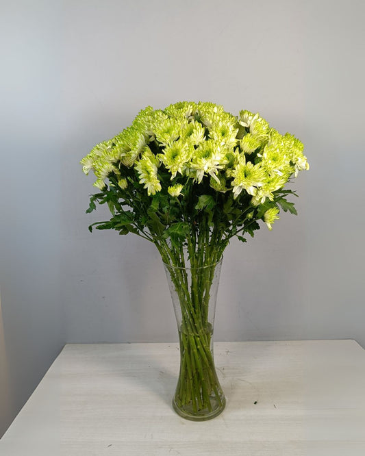 Daisy (15 Stems)