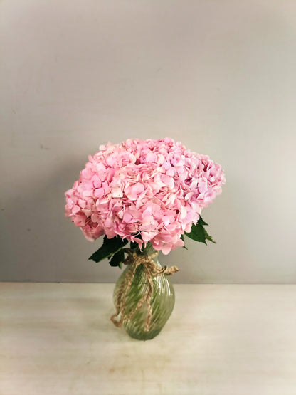 Hydrangea (5 Stems)