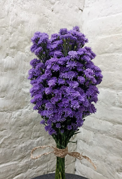 Aster (15 Stems)