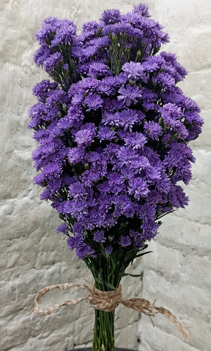 Aster (15 Stems)