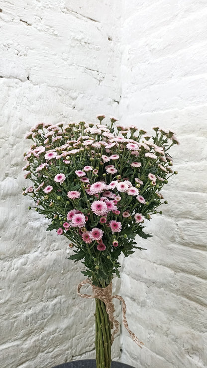 Button Daisy (20 Stems)