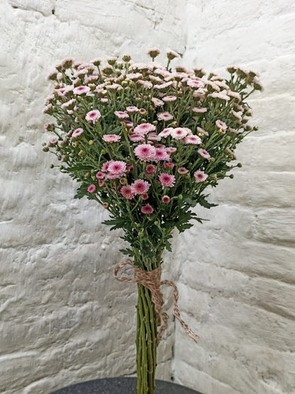Button Daisy (20 Stems)
