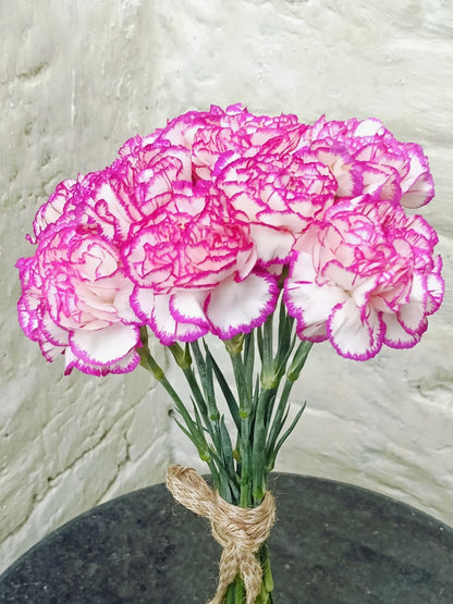 Carnation Double Set (20 Stems)