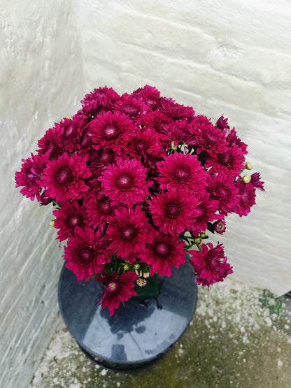 Mehroon Daisy (20 Stems)