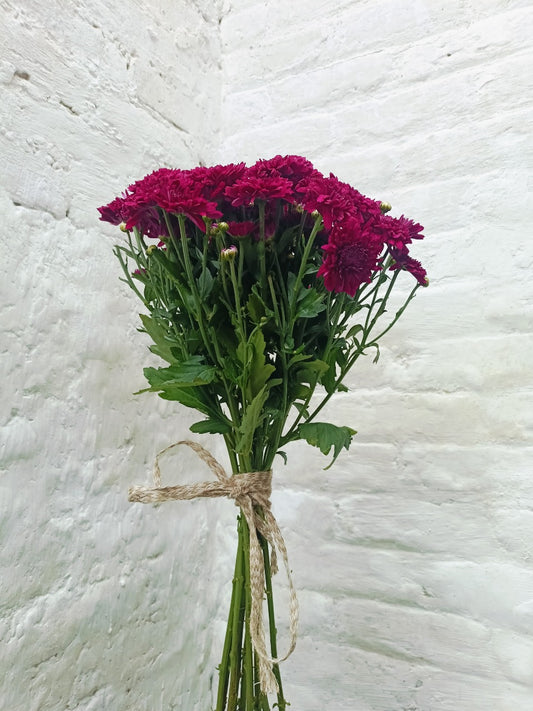 Mehroon Daisy (20 Stems)