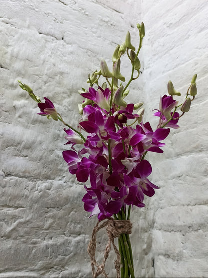 Soniya Orchid (20 Stems)